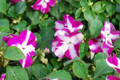 Impatiens Balance 'Violet Star'