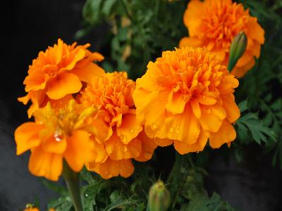 Chica Marigold Orange