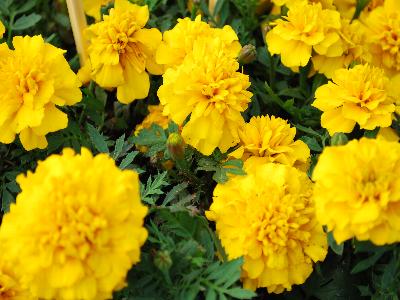 Marigold Chica 'Yellow'