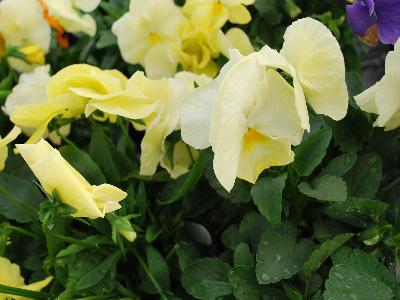 Cello Pansy Lemon-Yellow 