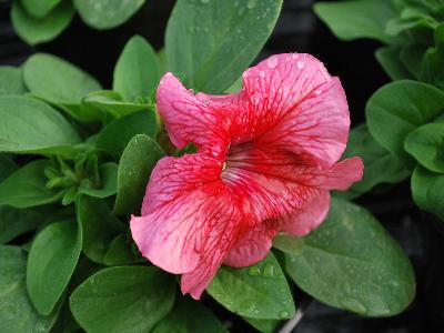 Petunia-Dwarf Limbo GP 'Red-Veined'