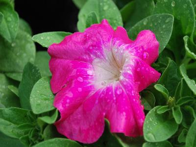 Petunia-Dwarf Limbo GP 'Rose-Morn'