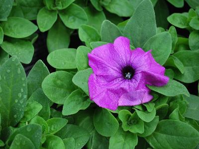 Limbo GP Petunia-Dwarf Rose-Veined 