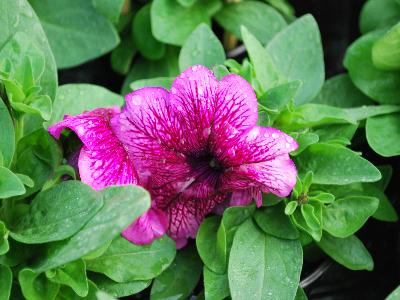 Limbo Petunia-Dwarf Plum 