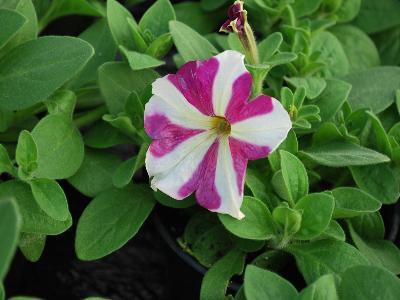 Tango Petunia Rose-star 