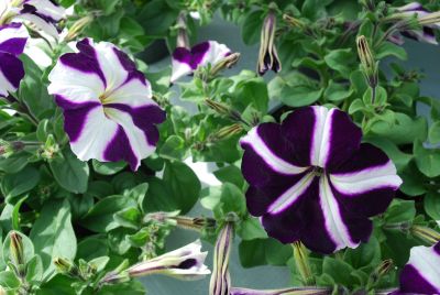 Petunia Lambada 'Blue Star'