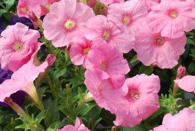 Petunia Lambada 'Salmon'