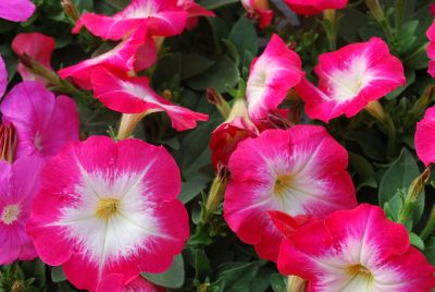 Petunia Lambada 'Scarlet Morn'