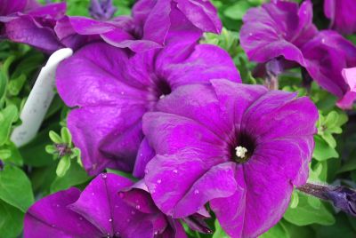 Petunia Limbo 'Deep Purple'