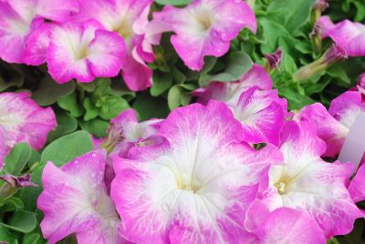 Petunia Limbo 'Pink Morn'