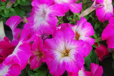 Petunia Limbo 'Rose Morn'