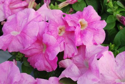 Petunia Limbo 'Sweet Pink'