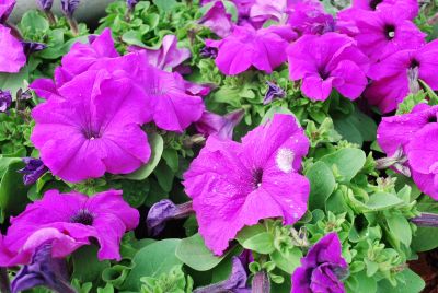 Petunia Limbo 'Violet'