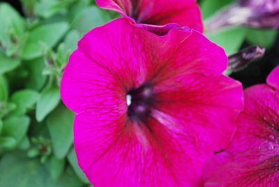 Petunia Mambo 'Burgundy'