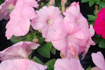 Petunia Mambo 'Peach'