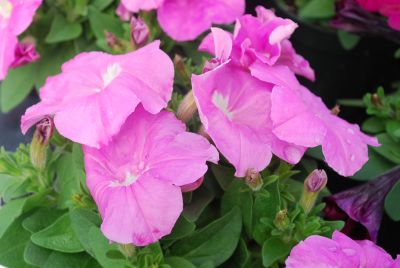 Petunia Mambo 'Sweet Pink'