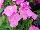 Hem Genetics BV: Petunia  'Sweet Pink' 