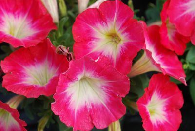 Petunia Mambo 'Red Morn'