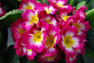 Primrose Pioneer 'Burgundy Flame'