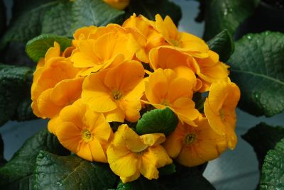 Primrose Pioneer 'Orange'