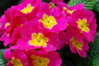 Primrose Pioneer 'Pink'