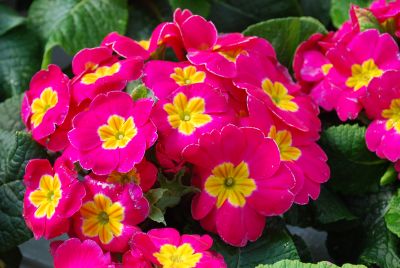 Primrose Pioneer 'Rose'