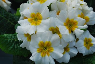 Pioneer Primrose White 