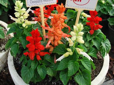 Reddy Salvia Cleopatra-Mixture 