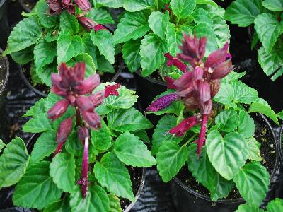 Salvia Reddy 'Purple-SM-114'