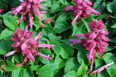 Salvia Reddy 'Lavender'