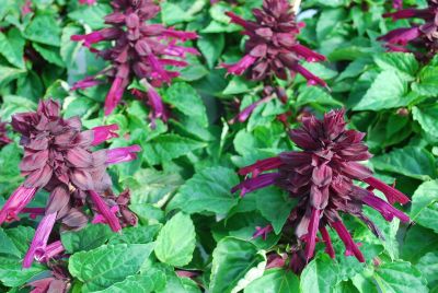Salvia Reddy 'Purple SN-7'