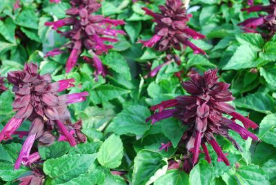 Reddy Salvia Purple SN-7 