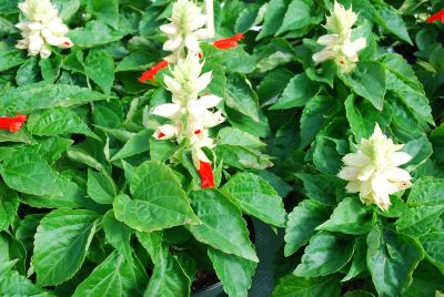 Reddy Salvia White Surprise 