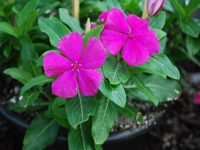 Solar-Avalanche Vinca Deep-Lilac 