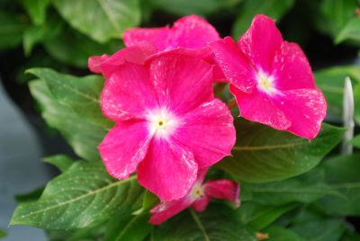 Heatwave Vinca Cherry 