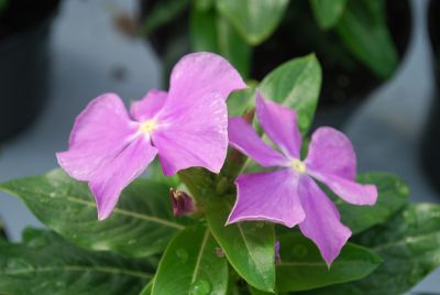 Heatwave Vinca Orchid 