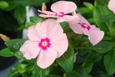 Vinca Heatwave 'Peach'