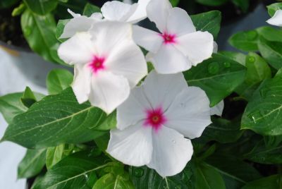 Vinca Heatwave 'Peppermint'