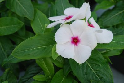 Vinca Solar 'Polka Dot'