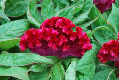 Armor™ Celosia Juncus afro Purple