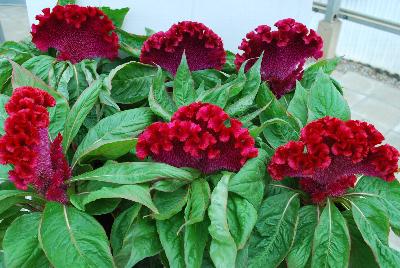 Armor™ Celosia Juncus afro Purple