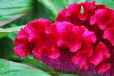 Armor™ Celosia Juncus afro Purple