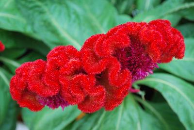 Armor™ Celosia Juncus afro Orange