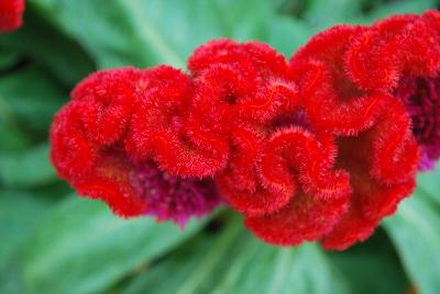 Armor™ Celosia Juncus afro Orange 