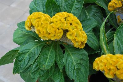Armor™ Celosia Juncus afro Yellow 
