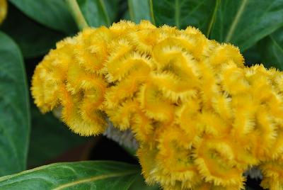 Armor™ Celosia Juncus afro Yellow 