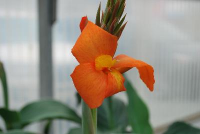 Cannova® Canna F1 Orange Shades Experimental