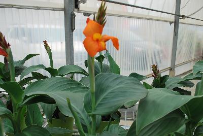 Cannova® Canna F1 Orange Shades Experimental