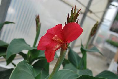 Cannova® Canna F1 Rose