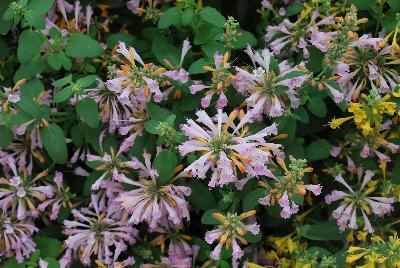 Arizona® Agastache Sunset 